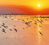 近万只西伯利亚白天鹅奔赴宿鸭湖