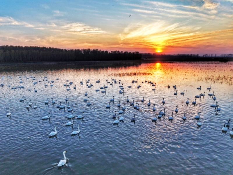 天鵝云集！宿鴨湖化身“天鵝湖”