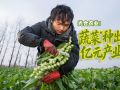 光合农业：蔬菜“种出”亿元产业
