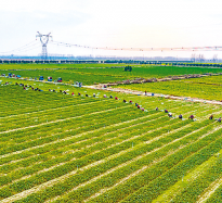 西平：供港蔬菜鼓起群眾“錢袋子”