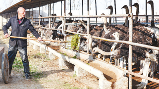 特色養(yǎng)殖 “鴕”起致富路