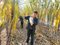 种植甘蔗 助农增收