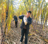 種植甘蔗 助農增收