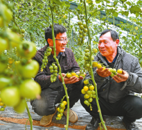 科技興農 番茄暢銷