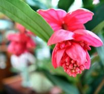 元旦將至 花香天中