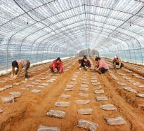 小小食用菌 富民大產(chǎn)業(yè)