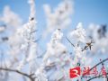 西平县老王坡：凇缀琼枝
