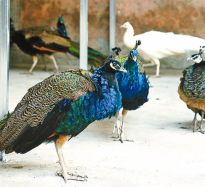 17只孔雀落戶南海公園 天中動物園孔雀園正式開放