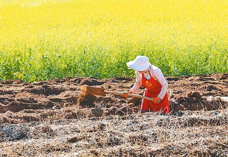 小寒農(nóng)事忙