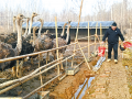 鴕鳥養(yǎng)殖 成致富“新寵”