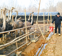 鴕鳥養(yǎng)殖 致富“新寵”