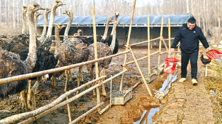 鴕鳥養(yǎng)殖 致富“新寵”