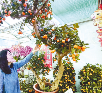 花市兴旺年味浓