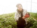 正阳籍种植户鲁同全在遂平县管护草莓大棚 保障节日供应 用坚守守护“莓”好年味