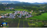 情滿中國(guó)年丨繪就宜居宜業(yè)和美鄉(xiāng)村新畫卷