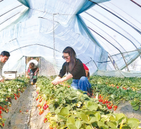 新春“莓”好時光