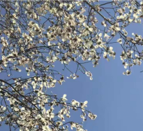 玉蘭花開 春日添彩