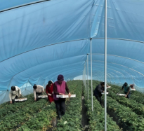 草莓豐收采摘忙 “甜蜜經(jīng)濟(jì)”促振興