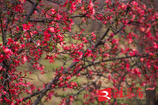 微信图片_20260305143444_8770_12