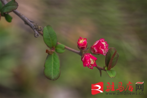 微信图片_20260305143448_8773_12