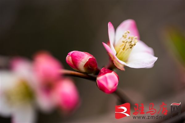 微信图片_20260305143450_8774_12