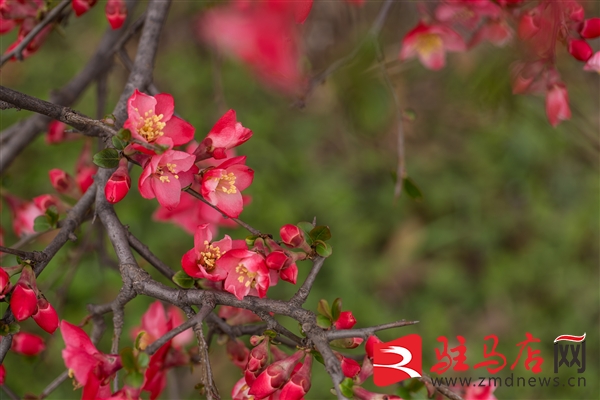 微信图片_20260305143451_8775_12