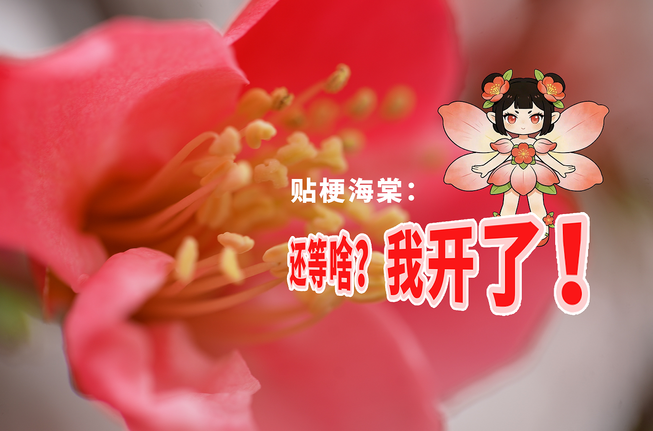 河南西平：贴梗海棠迎春绽放 百万株海棠即将盛放