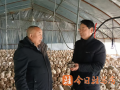 上蔡：菇香满棚春意浓