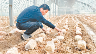 萬馬村羊肚菌豐收在望  