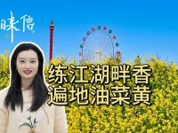 練江湖畔香 遍地油菜黃