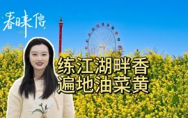 練江湖畔香 遍地油菜黃