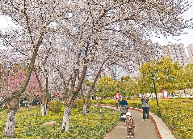 櫻花盛放 市民盡享春日美景
