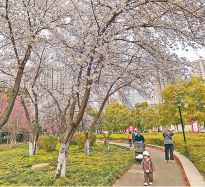 櫻花盛放 市民盡享春日美景