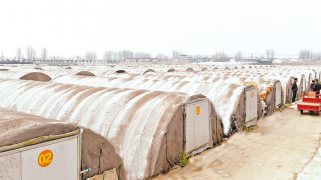 蒜黃棚里的“致富經(jīng)”