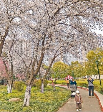 櫻花盛放 市民盡享春日美景