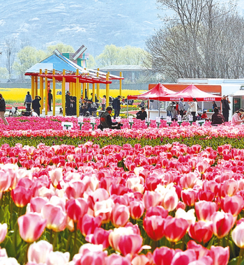 “郁”見嵖岈山 花海赴春約