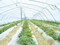 大棚绿意浓 种出好生活