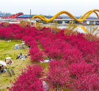 花海露营打卡热