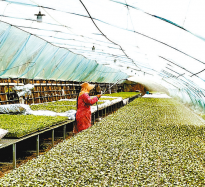 育苗大棚春意濃