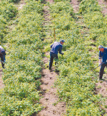 春日管護忙 靜待玫瑰香