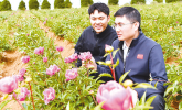 风景引来了客 药根卖出了价 一株芍药“两头甜 ”