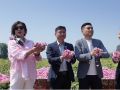 2026梦莉娇采花节启幕 千亩玫瑰惊艳盛放