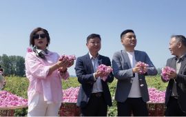 2026梦莉娇采花节启幕 千亩玫瑰惊艳盛放