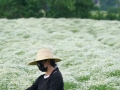 上蔡縣重陽街道南大吳社區(qū)200畝洋甘菊迎來盛花期