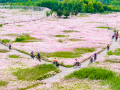 西平生態(tài)濕地公園花海綻放 市民樂享春日生態(tài)美