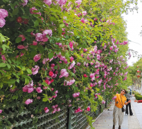 花漾風(fēng)景線