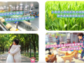 快来打卡！驻马店这里500亩洋甘菊开了！丨《今日驻马店》资讯第268期发布