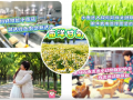 快来打卡！驻马店这里500亩洋甘菊开了！丨《今日驻马店》资讯第268期发布