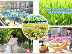快来打卡！驻马店这里500亩洋甘菊开了！丨《今日驻马店》资讯第268期发布