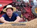 抢抓农时忙夏收 驻马店进入小麦集中收获期 1190余万亩冬小麦迎来收获 3.9万台收割机上阵护航